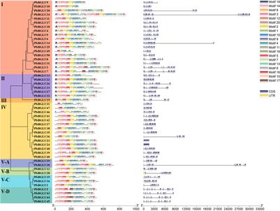 Analysis of the β-Glucosidase Family Reveals Genes Involved in the Lignification of Stone Cells in Chinese White Pear (Pyrus bretschneideri Rehd.)